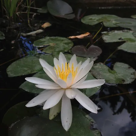 Marinella Bed and Breakfast